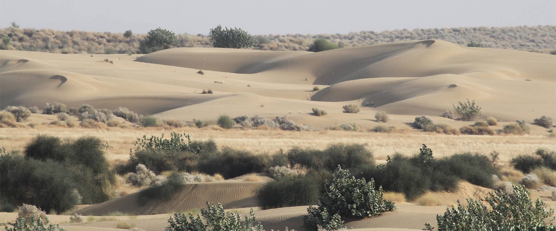 Desierto del Thar