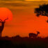 Kruger