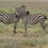 Los 5 mejores Safaris que ver en África