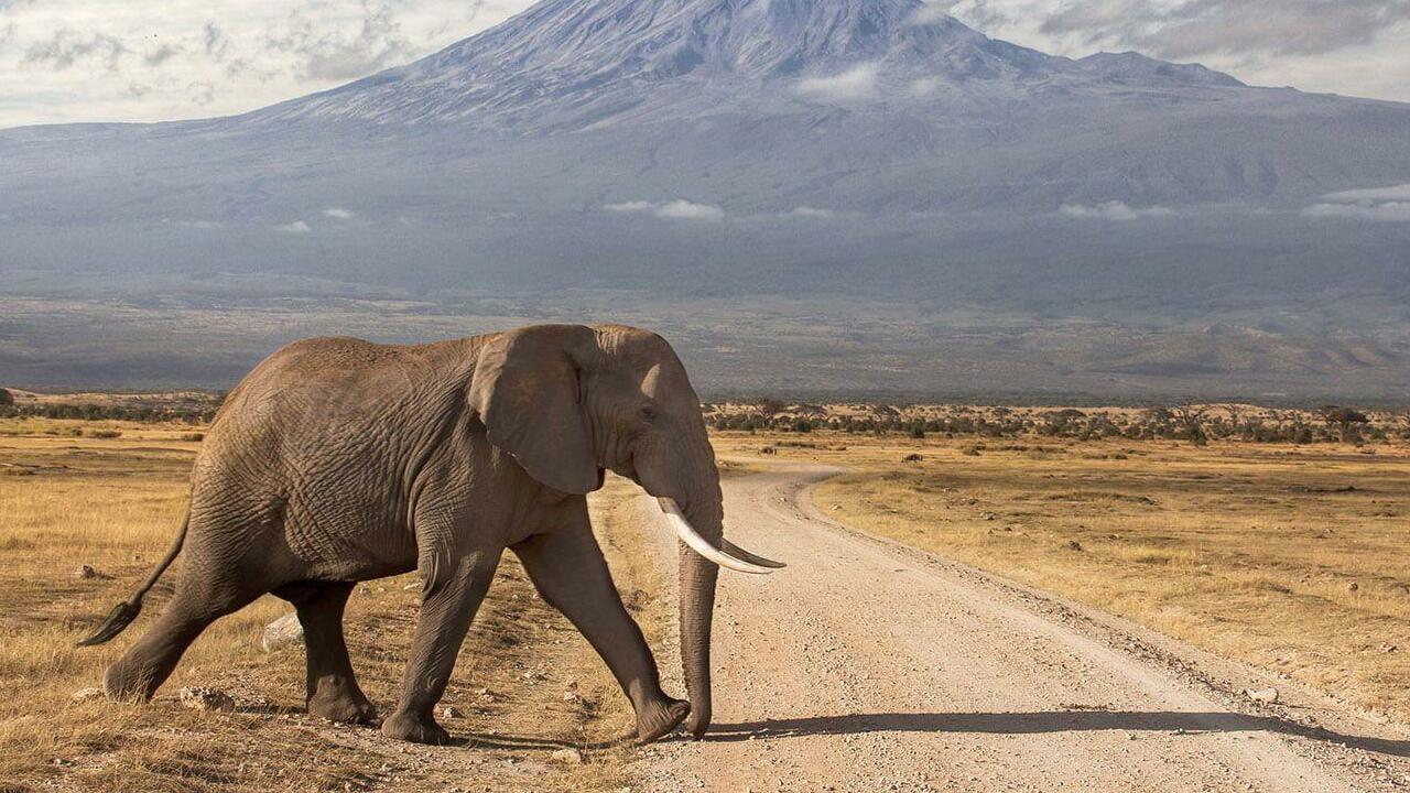 Safaris Tanzania
