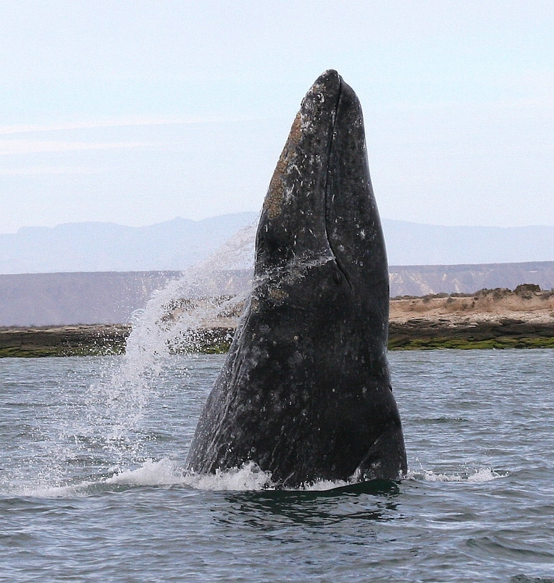 Guerrero Negro méxico ballena gris