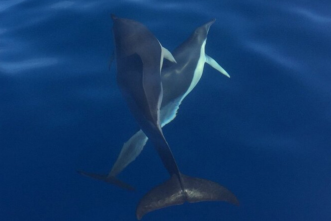 Tour de avistamiento de ballenas, delfines y tortugas