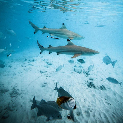 Ayada Maldives