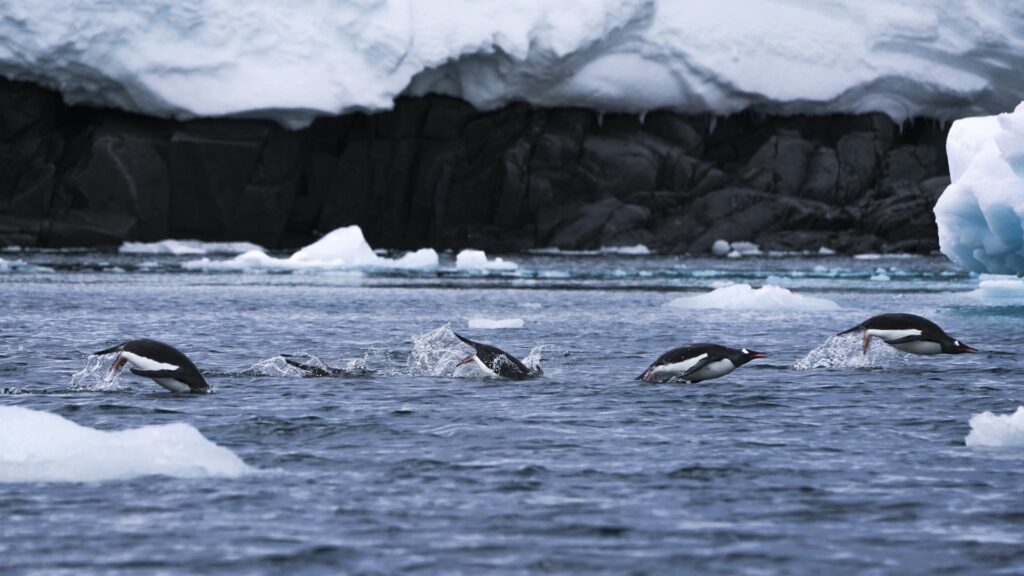 Explora la Antártida con Hurtigruten | Los Mejores Cruceros para una Aventura Inolvidable