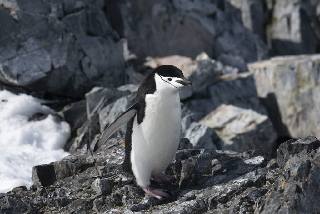 Explora la Antártida con Hurtigruten | Los Mejores Cruceros para una Aventura Inolvidable