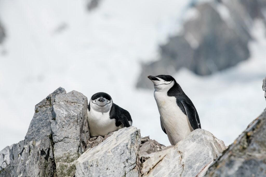 Explora la Antártida con Hurtigruten | Los Mejores Cruceros para una Aventura Inolvidable