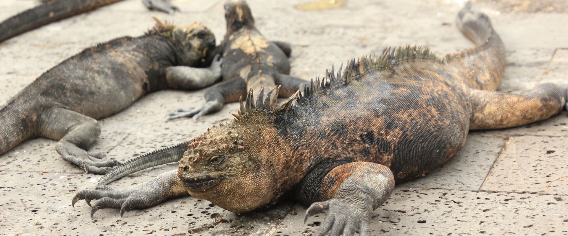 Guiding Galapagos Expeditions