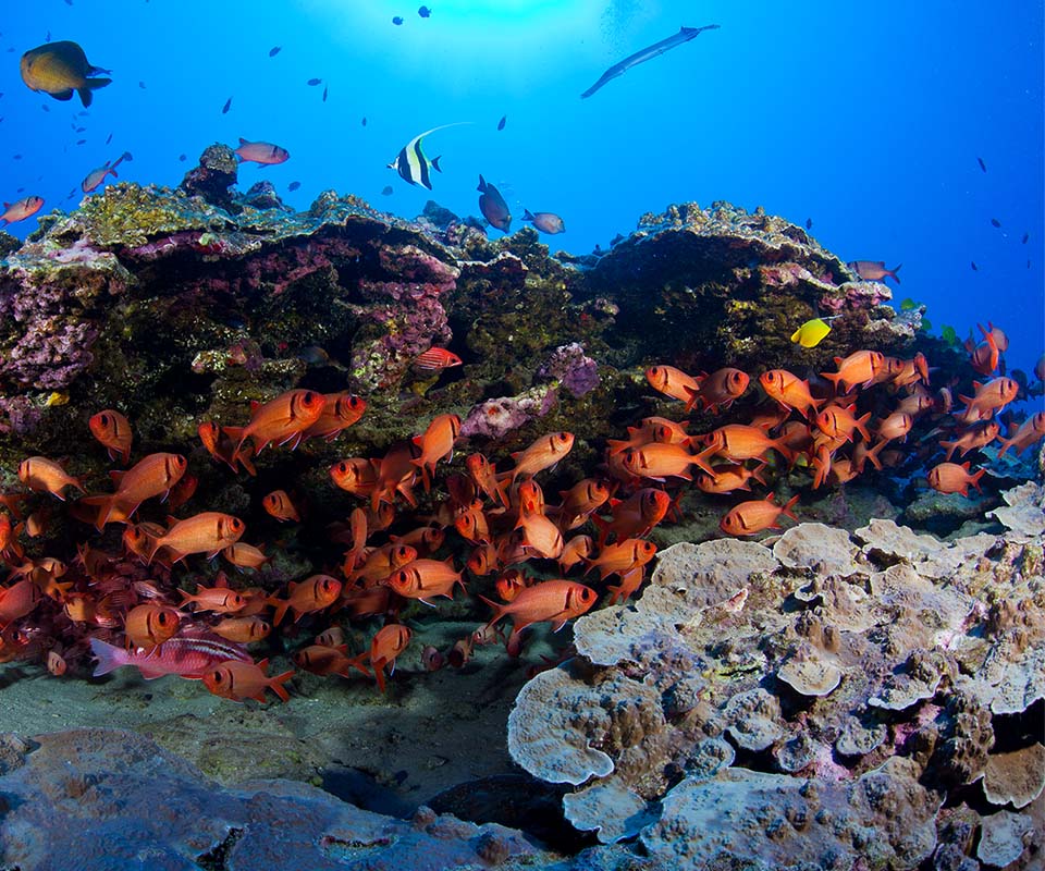 Atlantis Submarine Adventure, Cosas que hacer en Isla Grande de Hawai