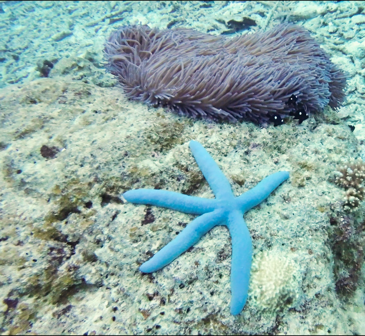Okinawa Hontō | Guía Para Explorar la Isla Principal de Okinawa